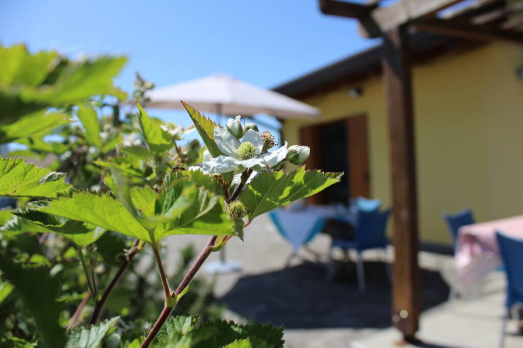 Gelso in fiore
